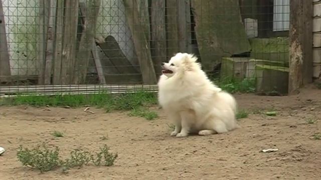 Юлий Цезарь Из Сказграда 6 мес смотреть онлайн