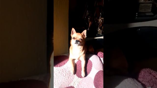Чихуахуа Филипп Красивый Золото Эксельсиор смотреть онлайн