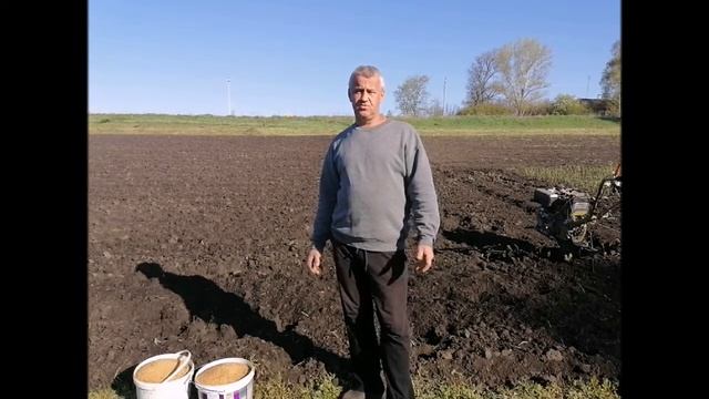 Фацелия один из лучших сидератов Подробная посадка и свойства фацелии смотреть онлайн