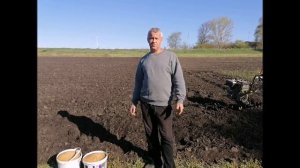 Фацелия один из лучших сидератов  Подробная посадка и свойства фацелии