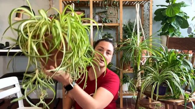 Everything about Spider Plants | Chlorophytum Comosum ✻ смотреть онлайн