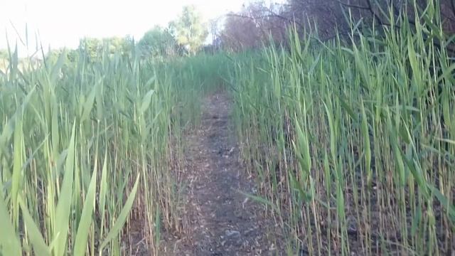 камыши дорога на рыбалку смотреть онлайн