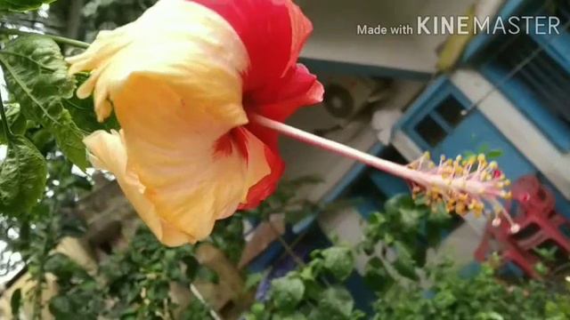 Natural multi color Hibiscus.... A gift of nature смотреть онлайн