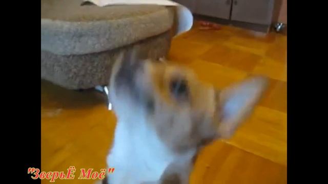 Собачий вальс Собаки поют, танцуют, играют на фортепиано смотреть онлайн