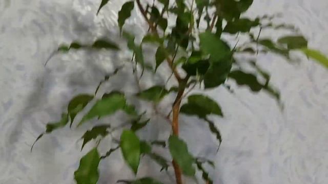 Фикус Golden Monic смотреть онлайн