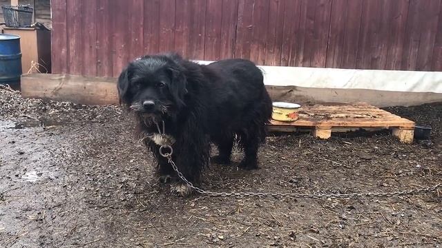 Ванечка или пес спасенный из вивария смотреть онлайн