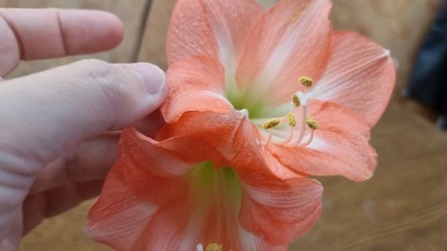 nagano - магазинное цветение смотреть онлайн
