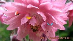 Аквилегия гибридная МакКаны Барлоу Пинк ? обзор: как сажать, саженцы аквилегии МакКаны Барлоу Пинк