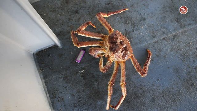 СЛУЧАЙНО ПОЙМАЛИ КАМЧАТСКОГО КРАБА В БАРЕНЦЕВОМ МОРЕ / СербаТВ ? смотреть онлайн