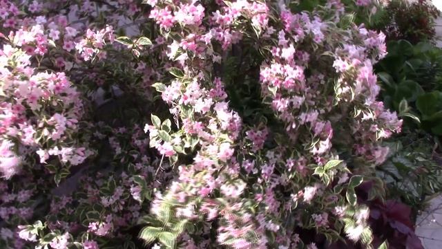 Клематис и вейгела.Каждый хорош по-своему.