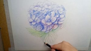 41. Как нарисовать Гортензию цветными карандашами.41.How to draw a hydrangea with colored pencils
