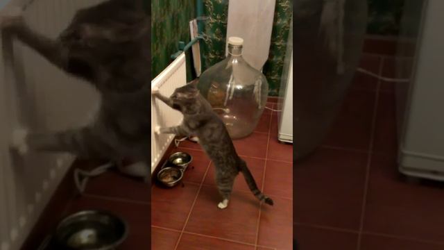 Кошка закапывает добычу смотреть онлайн