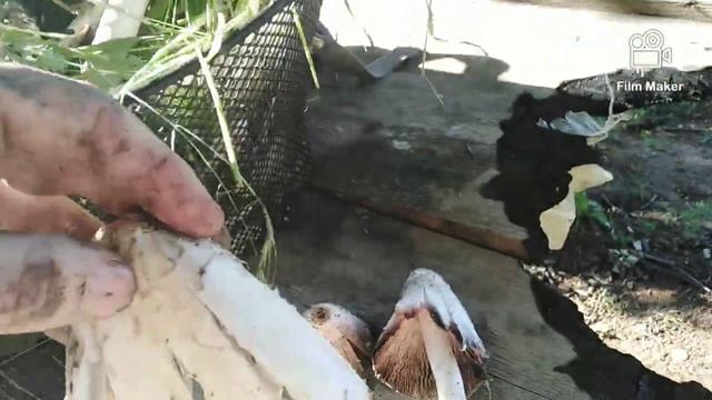 Gljiva Protiv Dijabetesa, Coprinus Comatus, Velika Gnojištarka, Lekovito! Mushroom Against Diabetes