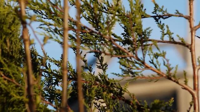 VIVITAR SERIES 1 VMC 70-210mmF=3.5 +PANASONIC G2 смотреть онлайн