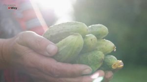 Белые Пятна На Листьях Огурцов Срочно Опрыскайте Огурцы Этим Иначе Урожая Не Будет