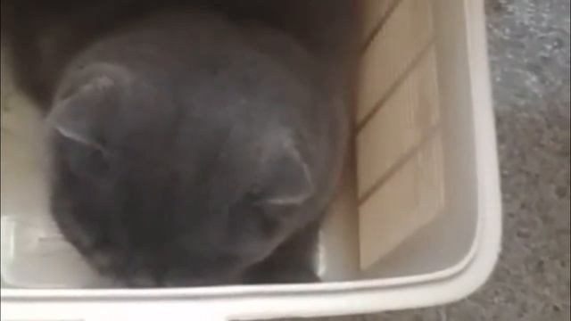 Хозяйка хотела усыпить вислоухого кота, потому, что он укусил её. К счастью, но ветеринар её выгнал смотреть онлайн