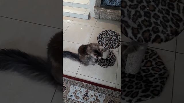 Мейн-кун Остин. смотреть онлайн