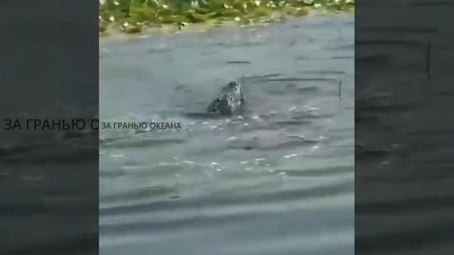 Срочно?♥️Крокодил съел Анаконду??#shorts #subscribe #nature #animals смотреть онлайн