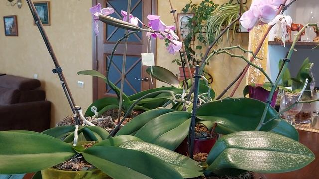 Что делать с цветоносом у орхидеи Фаленопсис, который отцвел... смотреть онлайн