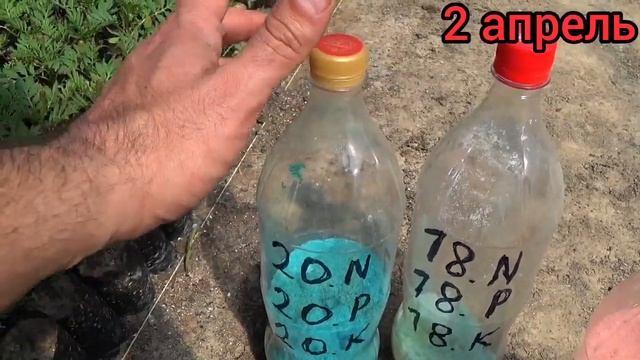 Очень важная подкормка БАРХАТЦЕВ (Тагетес). Чем подкормить БАРХАТЦЫ чтобы цветок был крупным. смотреть онлайн