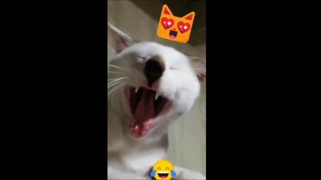Meet Ice the Puspin | Susi lock смотреть онлайн