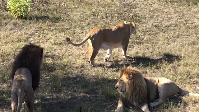 Прайд Олежки в утренней саванне! Тайган. Крым. Lions. Taigan Safari Park. Crimea. смотреть онлайн