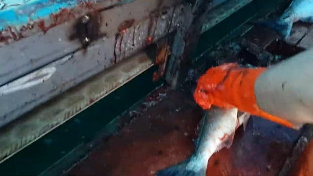 Рабочий процесс на красной рыбе Мыс турали Рыбалка 2016 смотреть онлайн
