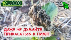 Ах, КАКАЯ КРАСОТА! Вот что есть у меня на УЧАСТКЕ!