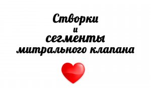 Створки и сегменты митрального клапана на эхокардиографии