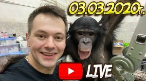 Дан Запашный собирается упаковываться с шимпанзе