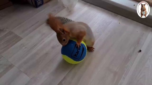 Купили для бельчонка новую игрушку, его реакция!!! ??️ We Bought A New Toy For The Squirrel