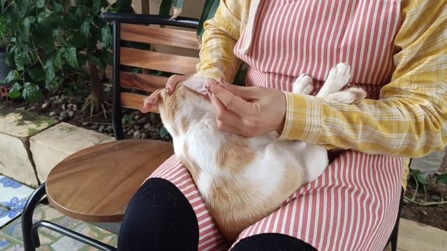 Cat Ear Cleaning Satisfying | Meow Family Grooming смотреть онлайн