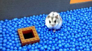 Скоростной хомяк покоряет лабиринт