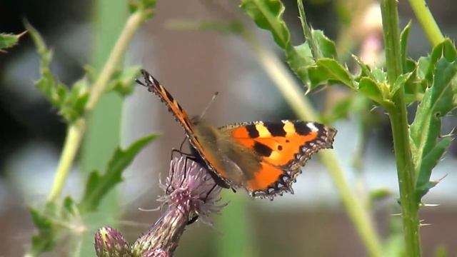 Rosarium Uetersen, Schleswig-Holstein, Germany