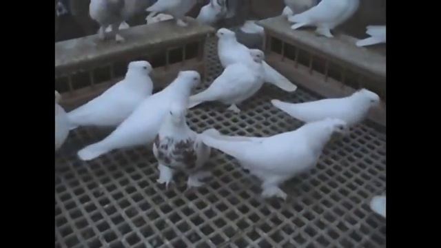 Андижанские высоколётные голуби ( Евгений Селиванов, Нижняя Саксония, Германия ) смотреть онлайн