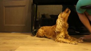 Английский кокер спаниель поет! Это должен увидеть каждый!