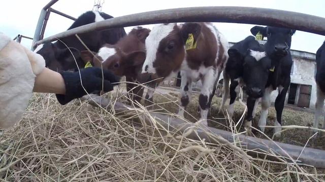 меха Екатерины! в шкуре и в коровнике смотреть онлайн