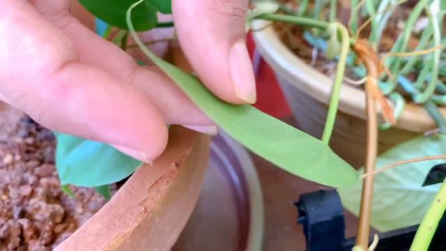 Philodendron v/s Pothos Differences in Malayalam #pothos #philodendron #plantmalayalam #differences смотреть онлайн