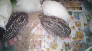 Перепела техасские и японские.