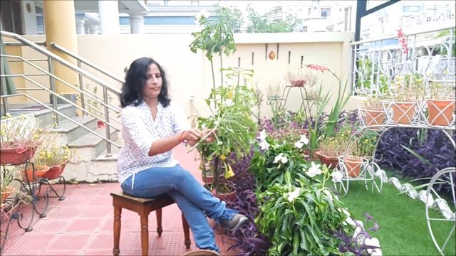 Easy Tips to grow Nag Champa / PLUMERIA PUDICA смотреть онлайн