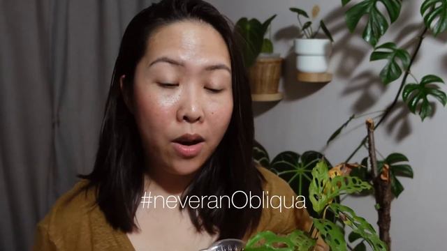 Monstera Obliqua Peru | #neveranobliqua