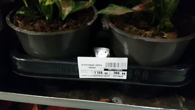 Церопегия, эсхинантус марморатус, хойя ханг, аглаонема, филодендрон, эпипремнум, алоказия, полисциа смотреть онлайн