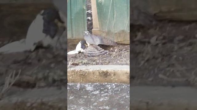 Пернатый хищник. Сокол поймал голубя смотреть онлайн