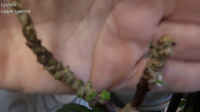 Комнатные цветы/растения. Применение цитокининовой пасты. Реанимируем пеньки. смотреть онлайн