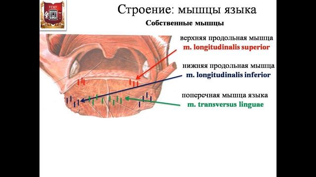 Анатомия языка смотреть онлайн