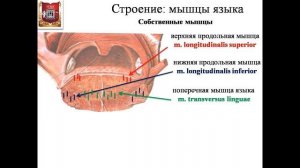 Анатомия языка