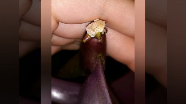 Орхидея. Наращивание корешков листиками в воде. смотреть онлайн