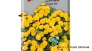 Хризантема обыкновенная Девичья Голден бол ? обзор: как сажать, семена хризантемы Девичья Голден бо