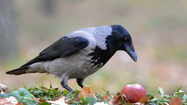 О вОроне и ворОне. Читаем книгу "Мир животных" смотреть онлайн