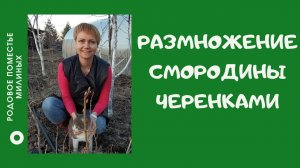 Размножение смородины черенками в воде.